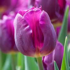 tulip big